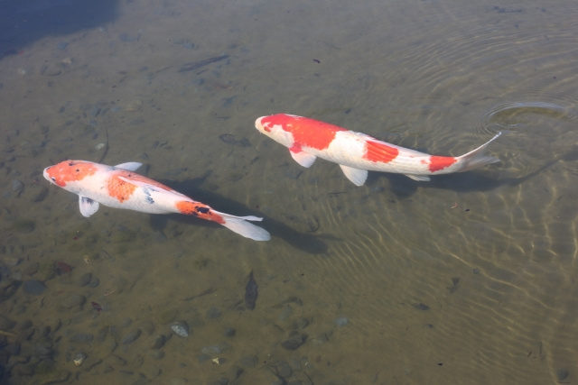 琵琶湖にもいる巨大淡水魚 マーレーコッド の正体とは ナレッジ 雑学