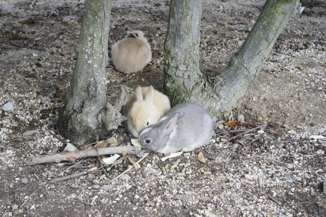 ウサギの巣穴 ケイントン洞窟 地下宮殿の正体 ナレッジ 雑学