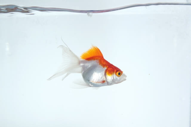 金魚に白いできものが ニキビ ポックス病 治療法 ナレッジ 雑学
